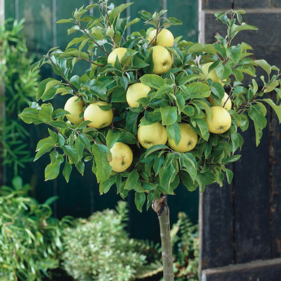 grusza karlowa miniaturowa 2.png