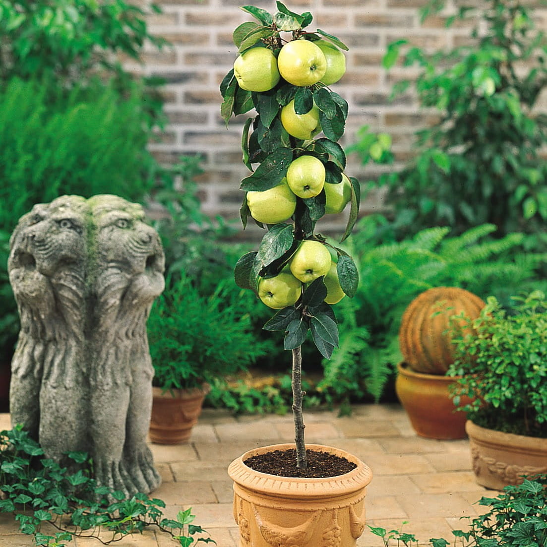 jablon zielona karlowa.jpg